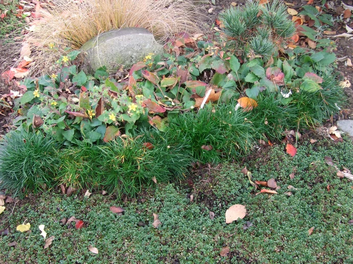 83-Staudengrab im Herbst