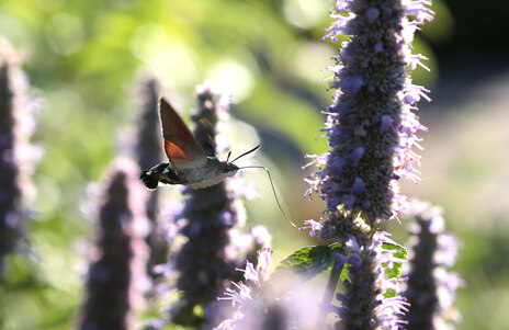 Schmetterling sucht Nektar an Blüte