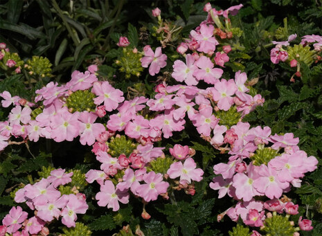 rosa Verbene (Eisenkraut), Balkonpflanze 2026 in Sachsen