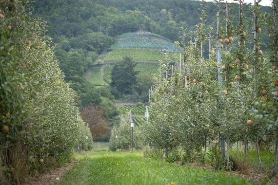 Versuchsanlage Braeburn