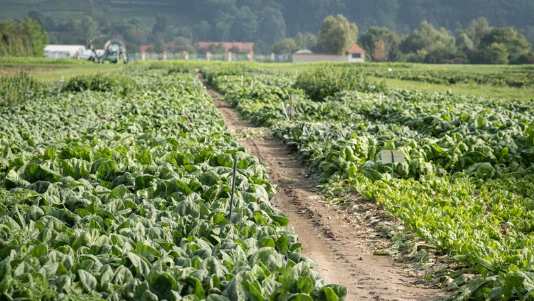 Versuchsfeld in Dresden-Pillnitz mit Herbstspinat