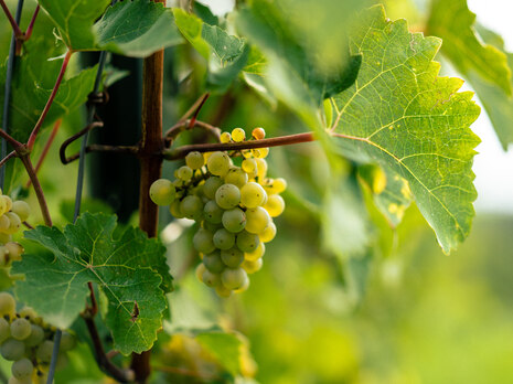 Rebe am Weinstock