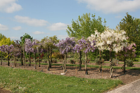 Wisteriensichtung