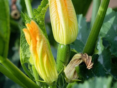 Teaserbild aktuelle Versuche Zucchini