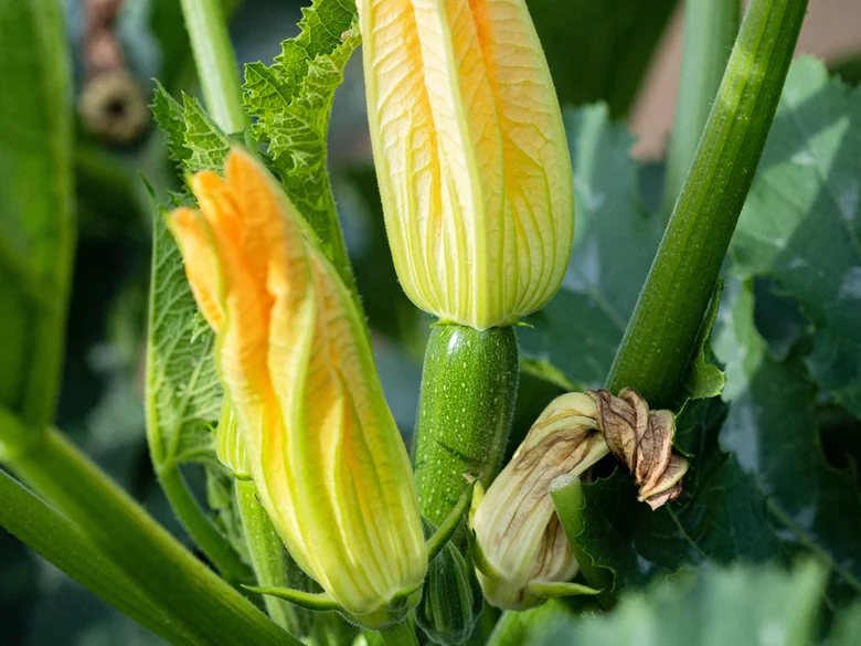 Teaserbild aktuelle Versuche Zucchini