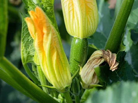 Zucchini_Teaser