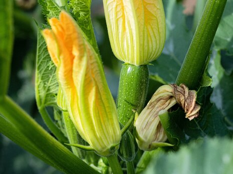 Zucchini_Teaser