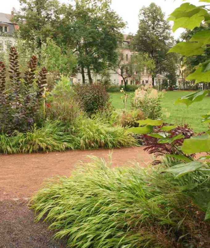 Pflanzung und Pflege nach dem Coppicing-Verfahren im Alaunpark, Dresden-Neustadt