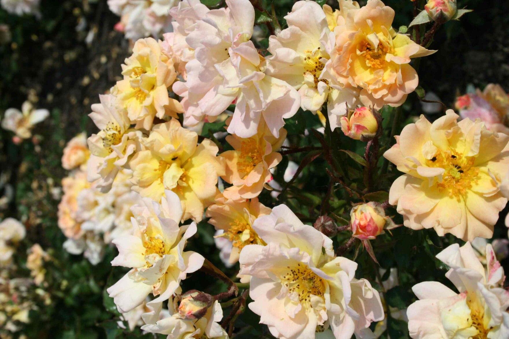 Apricot-Meidiland Kleinstrauchrose mit leichtem Duft von Meilland