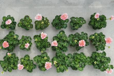 rosa Pelargonien in torffreiem Substrat