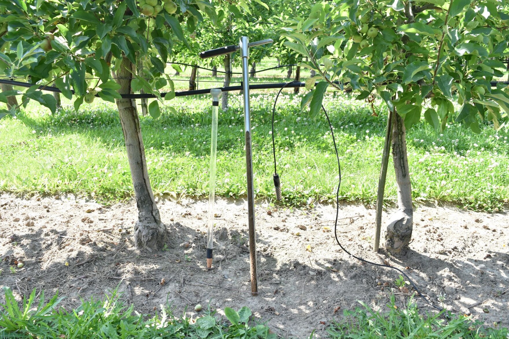 Bodenprobe ziehen in Apfelanlage