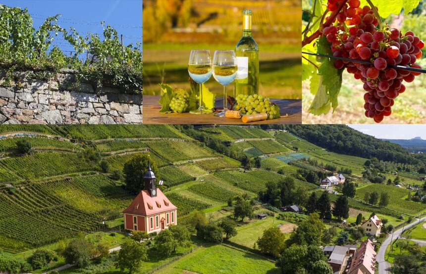 Weinbau - Gartenbau - sachsen.de